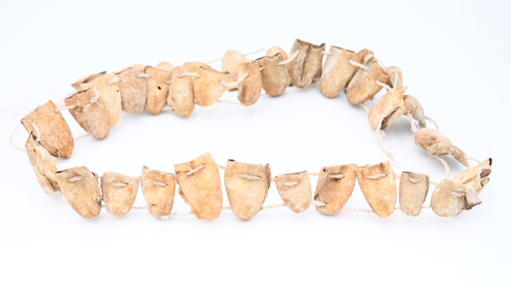 White cocoons on a string