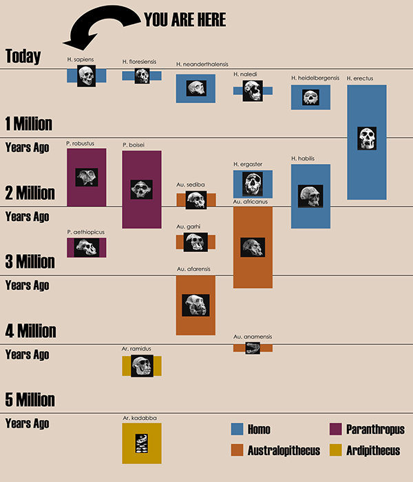 human evolution timeline